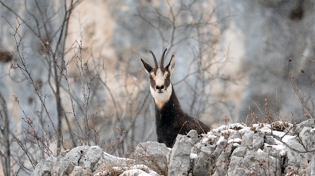 chamois-3934936_640