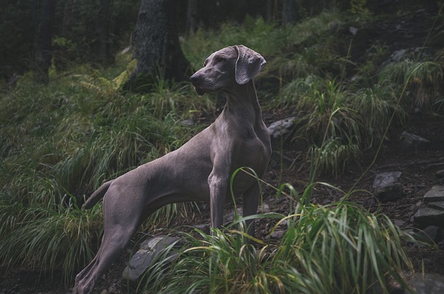 animal-1869442_640