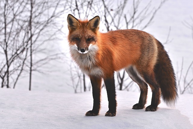 fox-715588_640