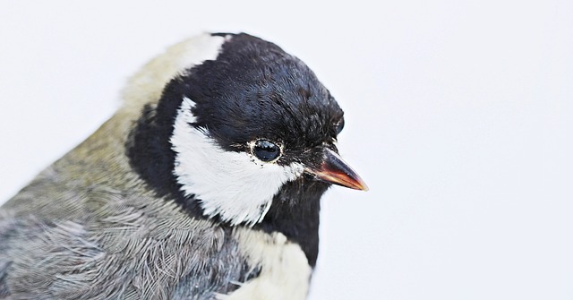 bird-2339838_640