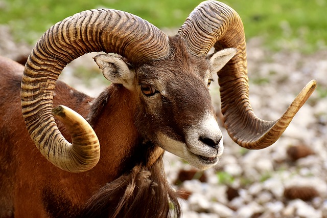 aries-2425597_640
