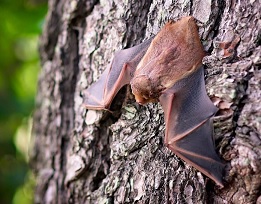 COVID-19 e pipistrelli - Chiarimenti circa le relazioni tra la presenza di chirotteri e il rischio di trasmissione Covid-19 